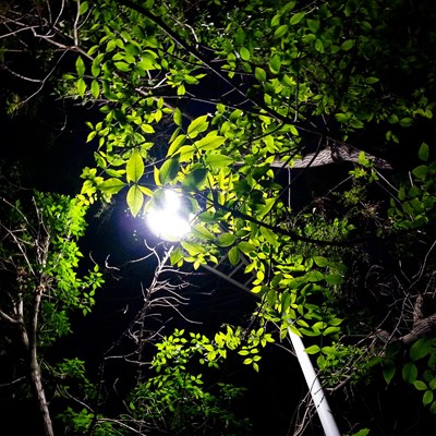 拍一張花前月下