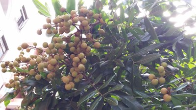荔枝or龍眼？