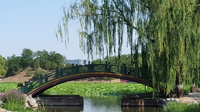 【戀之風景】夏日拱橋