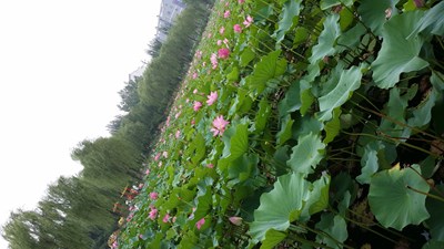 【戀之風(fēng)景】荷塘小憩