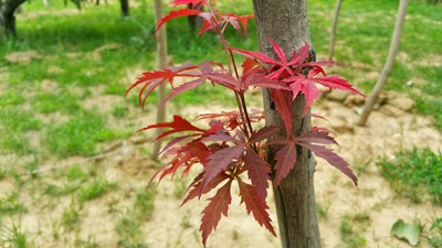 戀之風(fēng)景】紅色的葉子