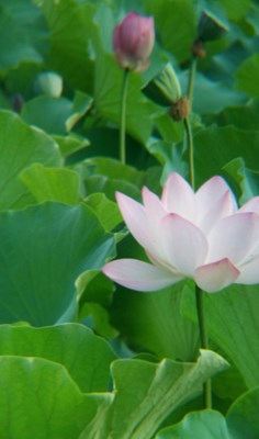 【戀之風(fēng)景】荷花