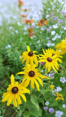 戀之風(fēng)景】花兒朵朵