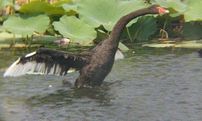 【美麗的TA】天鵝展翅