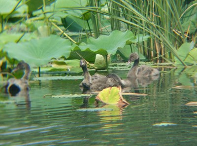 快樂(lè)的丑小鴨