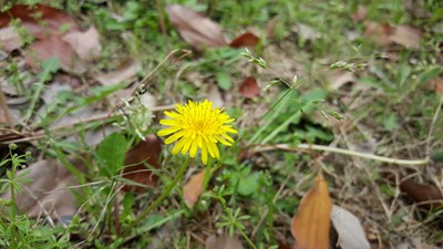 【戀之風(fēng)景】就算是最柔弱的小花，也有她的倔強(qiáng)