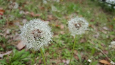 【戀之風(fēng)景】你還記得蒲公英的約定嗎？