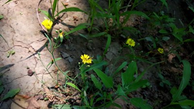【戀之風(fēng)景】野蜂飛舞~