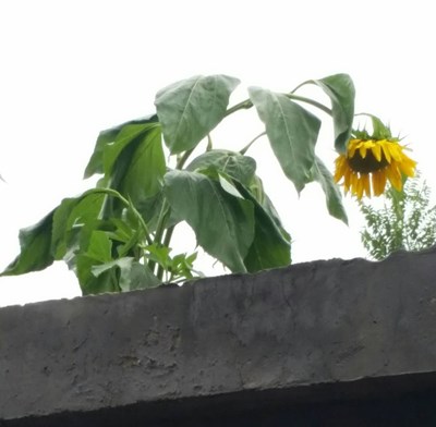 【戀之風(fēng)景】笑彎了腰