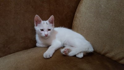 【美麗的ta】邂逅喵星人