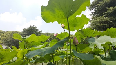 【戀之風景】荷花之遠景