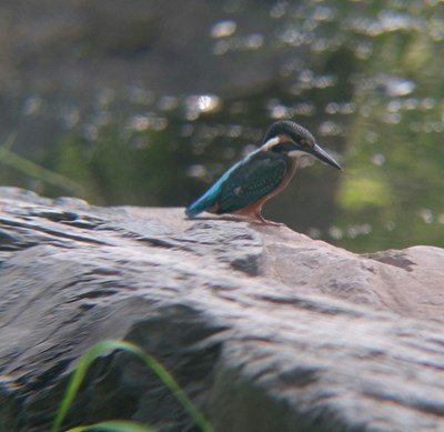 【美麗的Ta】翠鳥