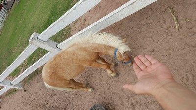 【美麗的Ta】馬兒你慢點跑