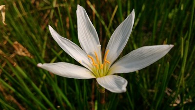[戀之風(fēng)景]微距感