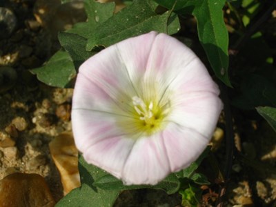 【戀之風景】牽牛花