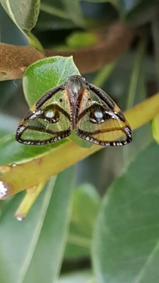 說是S6不夠逼格，還是技術(shù)太水呢？