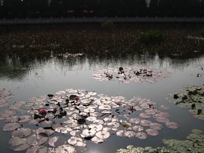 【戀之風景】荷塘，夏色