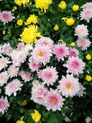 【戀之風景】九月菊花