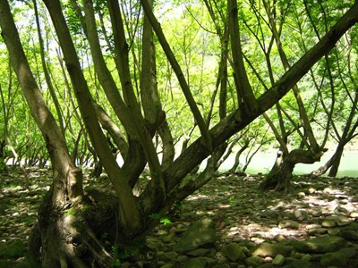 【美麗的ta】樹木