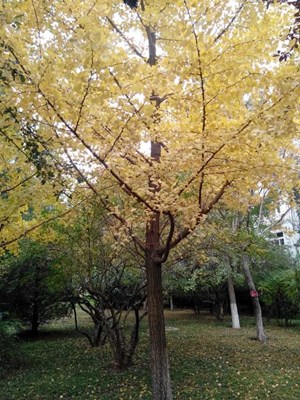 【戀之風景】秋之銀杏