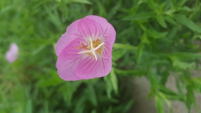 平淡