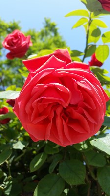 【戀之風(fēng)景】美麗的花