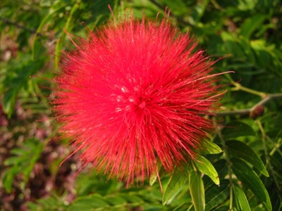 【戀之風景】什么花