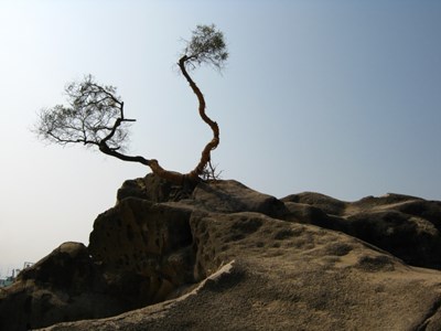 【戀之風景】樹