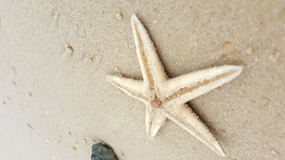 【戀之風(fēng)景】海星