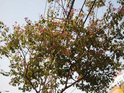 【戀之風(fēng)景】開(kāi)花拉