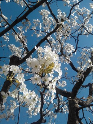 【戀之風景】梨花香
