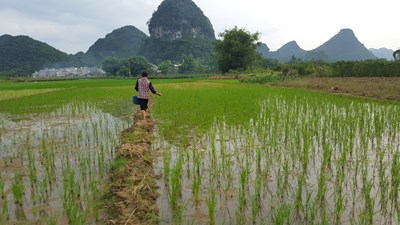 【美麗的ta】秧上田夫