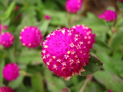 【戀之風景】拍過所有花都獻上