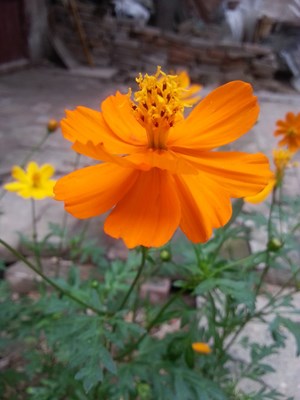 小花~