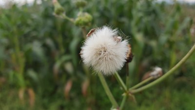 【分享】這個有點(diǎn)類似于微距