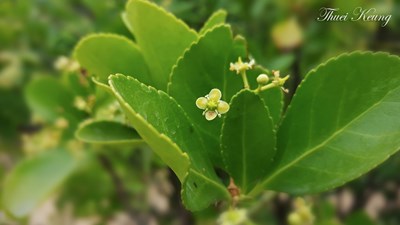 熱帶植物園隨拍