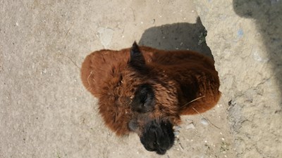 左嘟嘟，右嘟嘟