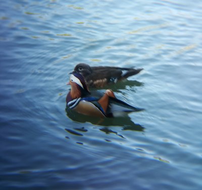 只羨鴛鴦不羨仙