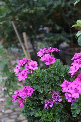 大理隨記--下關花