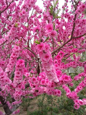 桃花