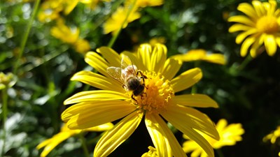 #小蜜蜂#放膽拍