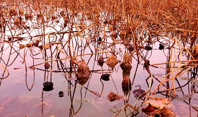 落水荷塘滿眼枯