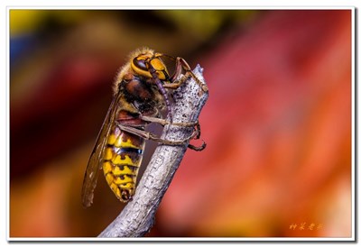 【動物】note5微距拍攝