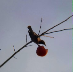 吃柿子的鳥