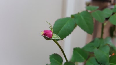 入門唯覺一庭香。