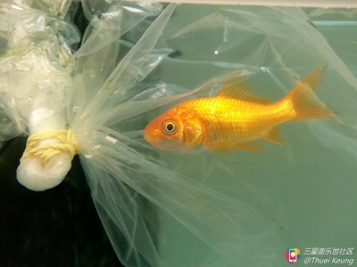 愛攝影改版成拍吧了！