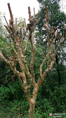 【隆冬百態(tài)】+長沙+枯樹待逢春