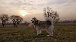 晨曦中的雪橇犬