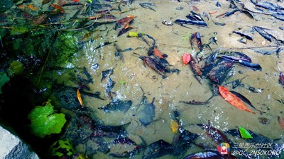 【隆冬百態(tài)】+深圳+入冬的葉