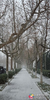 樹的美是相對無言